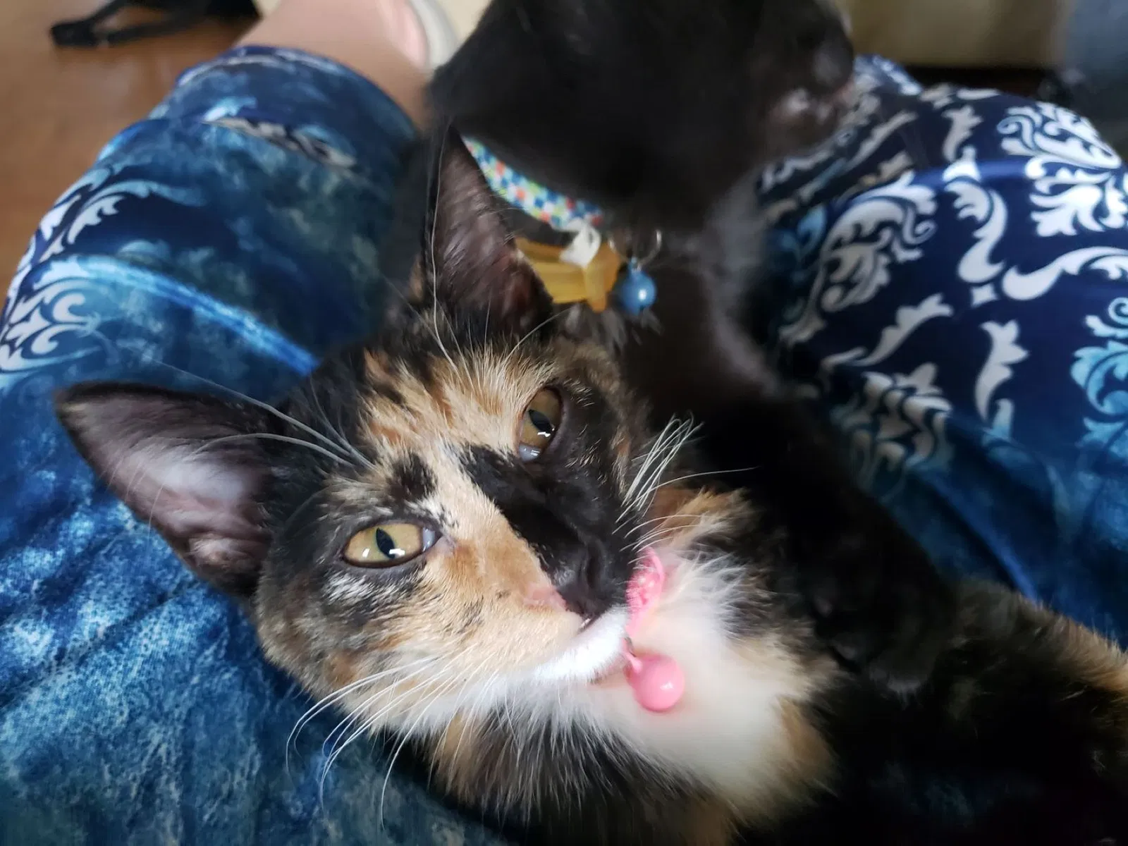Lost cat in Troy, OH, 45373