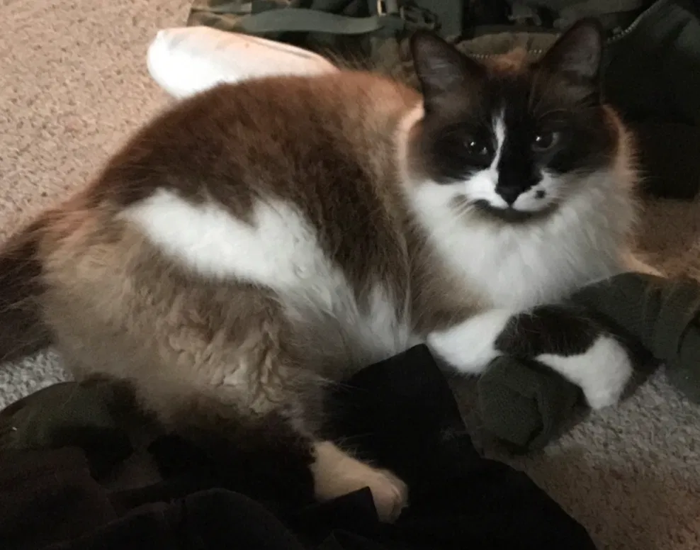 Lost cat in Redding, CA, 96001