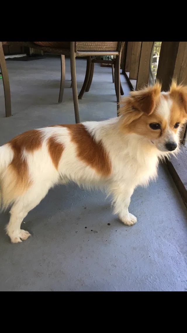 Lost dog in Hattiesburg, MS, 39402