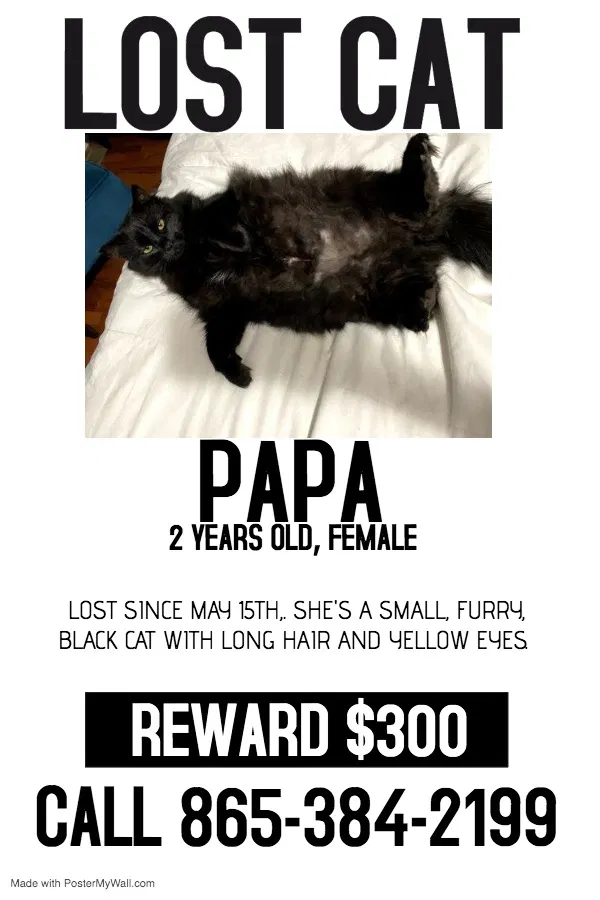 Lost cat in Lenoir City, TN, 37771