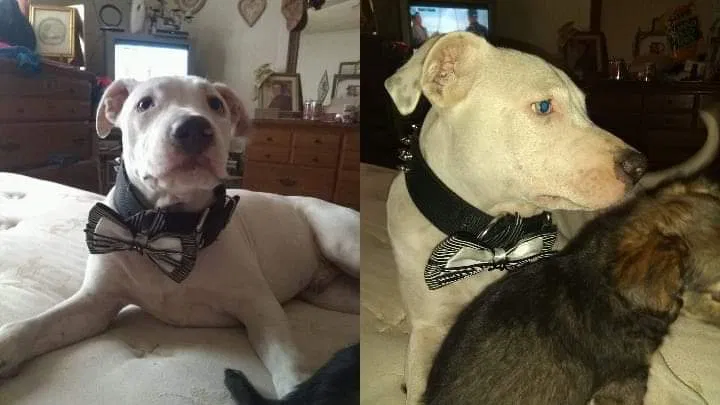 Found dog in Odessa, TX, 79762
