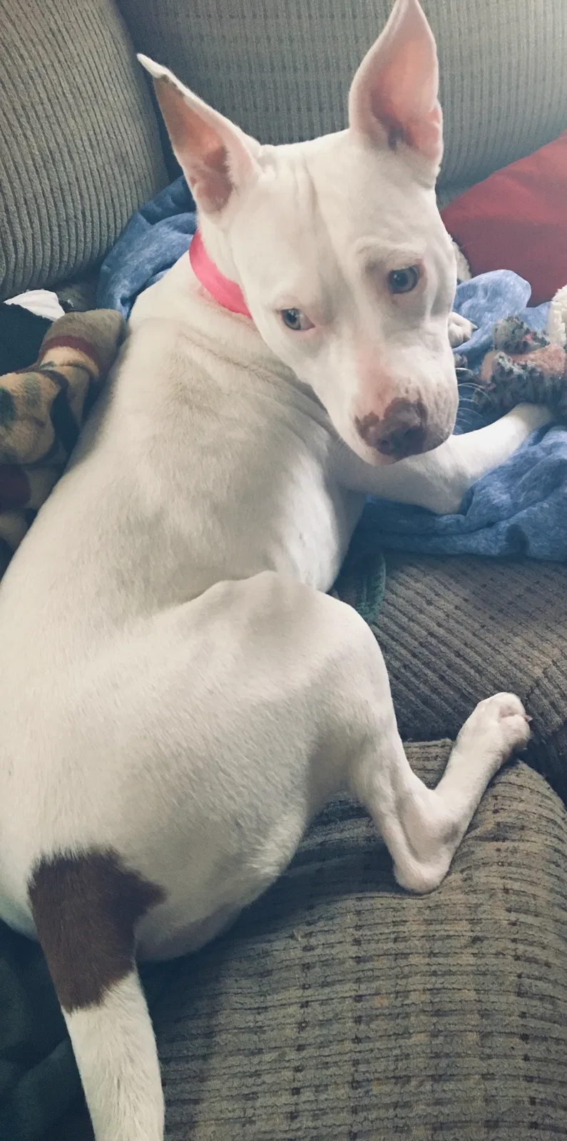 Lost dog in Lawton, OK, 73507