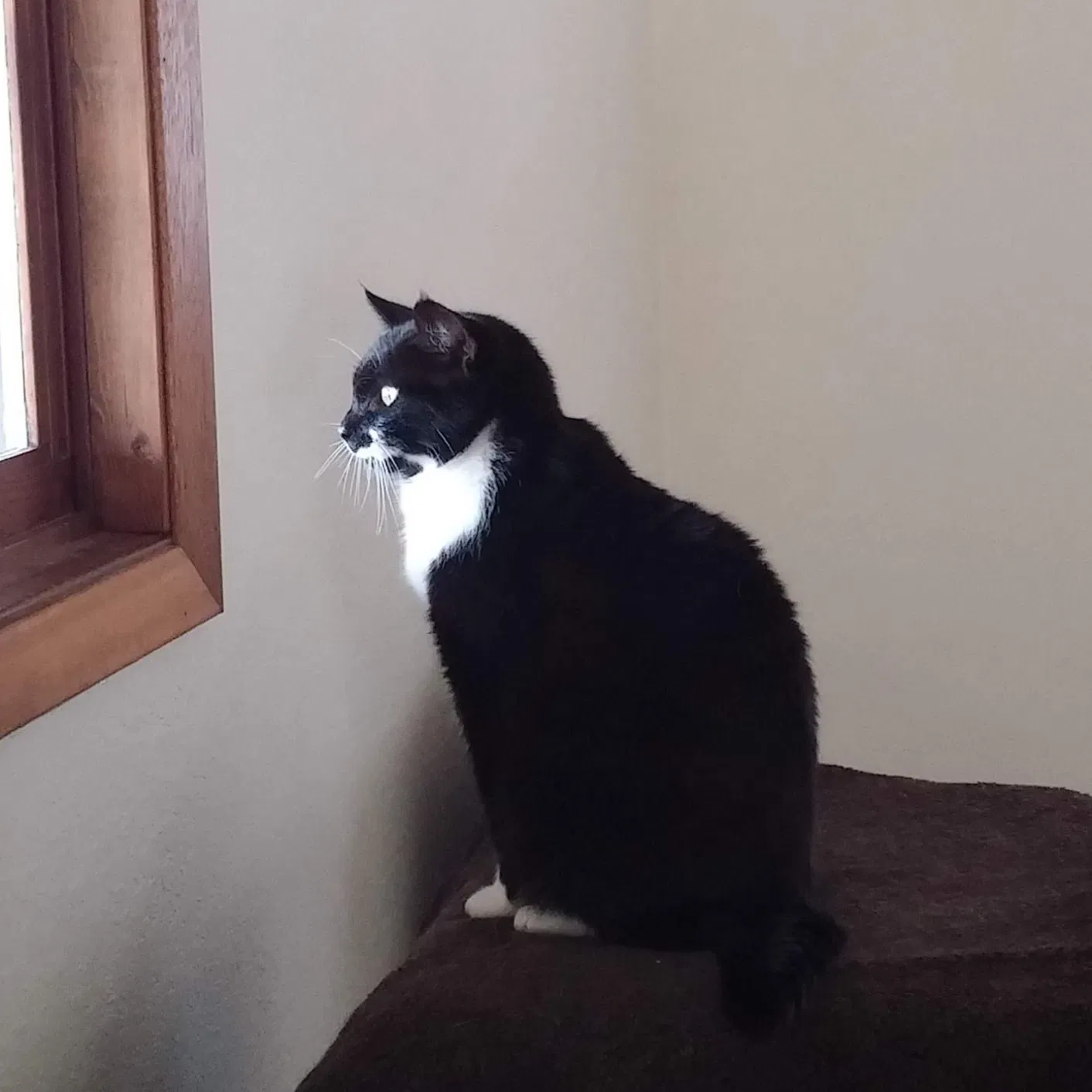 Lost cat in Abilene, TX, 79601