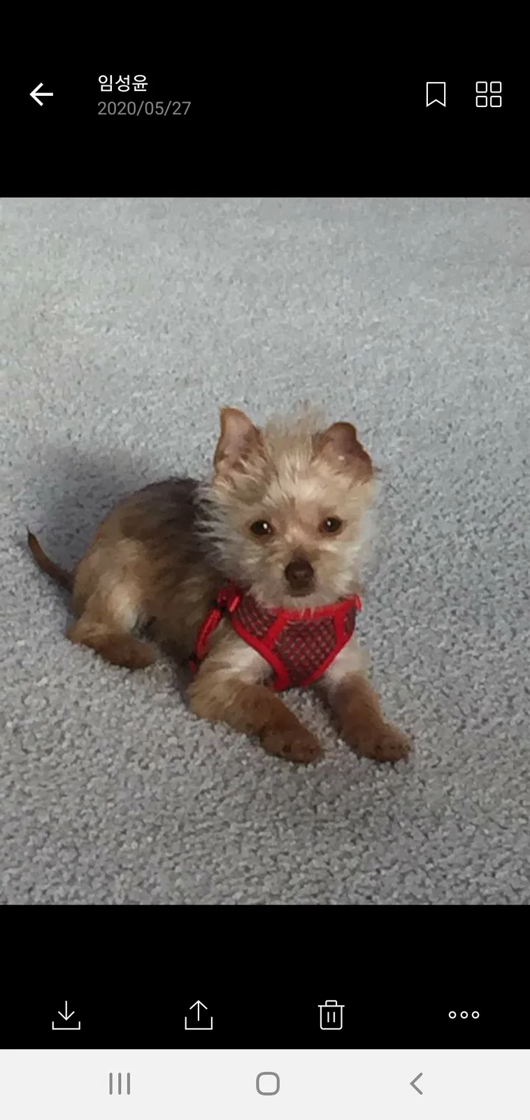 Lost dog in Camden Wyoming, DE, 19934