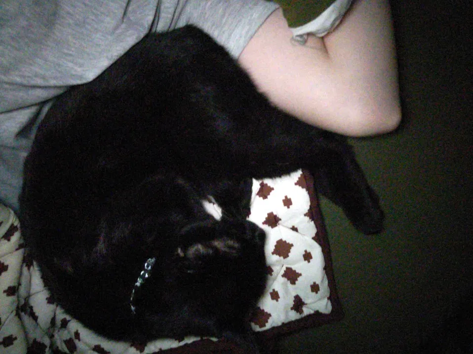 Lost cat in Daleville, AL, 36322