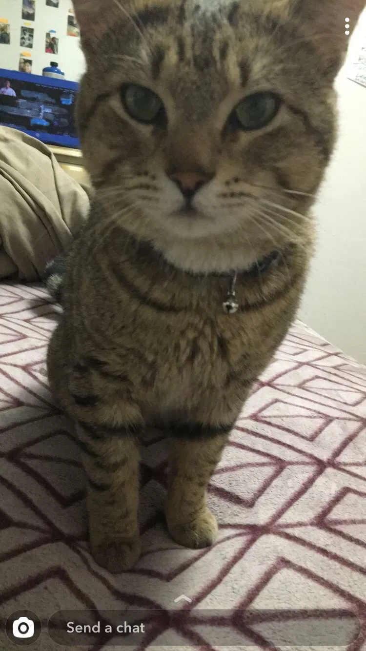Lost cat in Spokane, WA, 99216