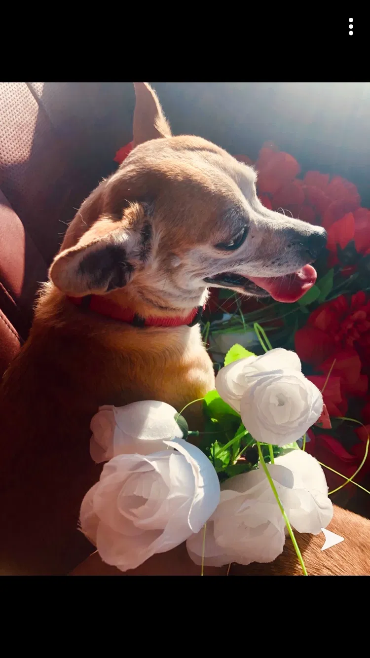 Lost dog in San Angelo, TX, 76903
