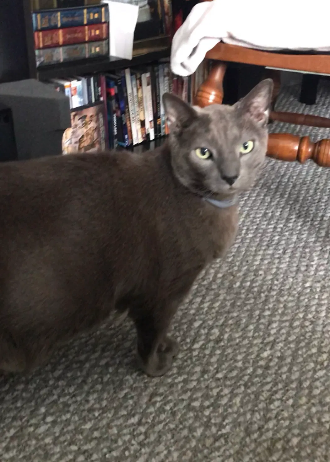 Lost cat in Pembroke, MA, 2359