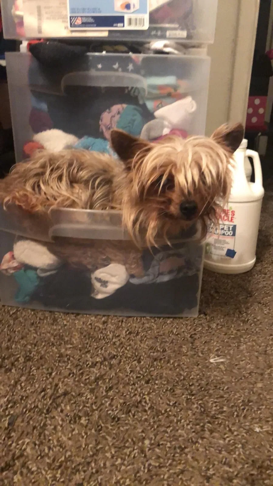 Lost dog in Bakersfield, CA, 93308