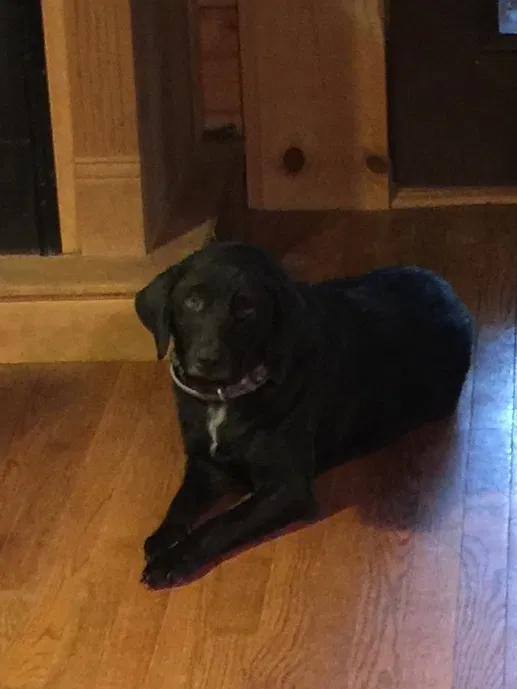 Lost dog in Ravenswood, WV, 26164