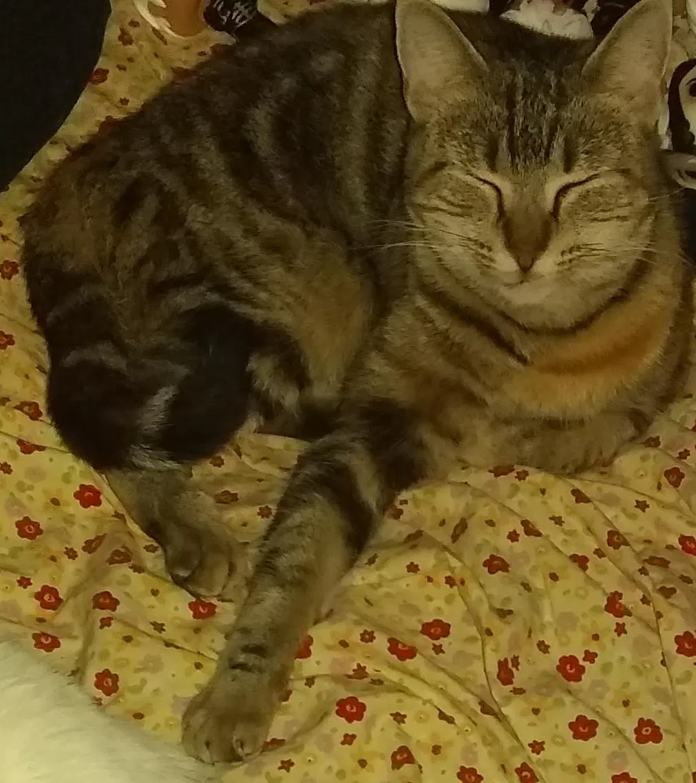 Lost cat in Rome, GA, 30161