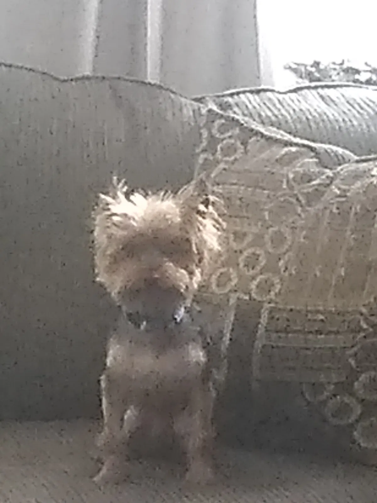 Lost dog in Saint Louis, MO, 63147