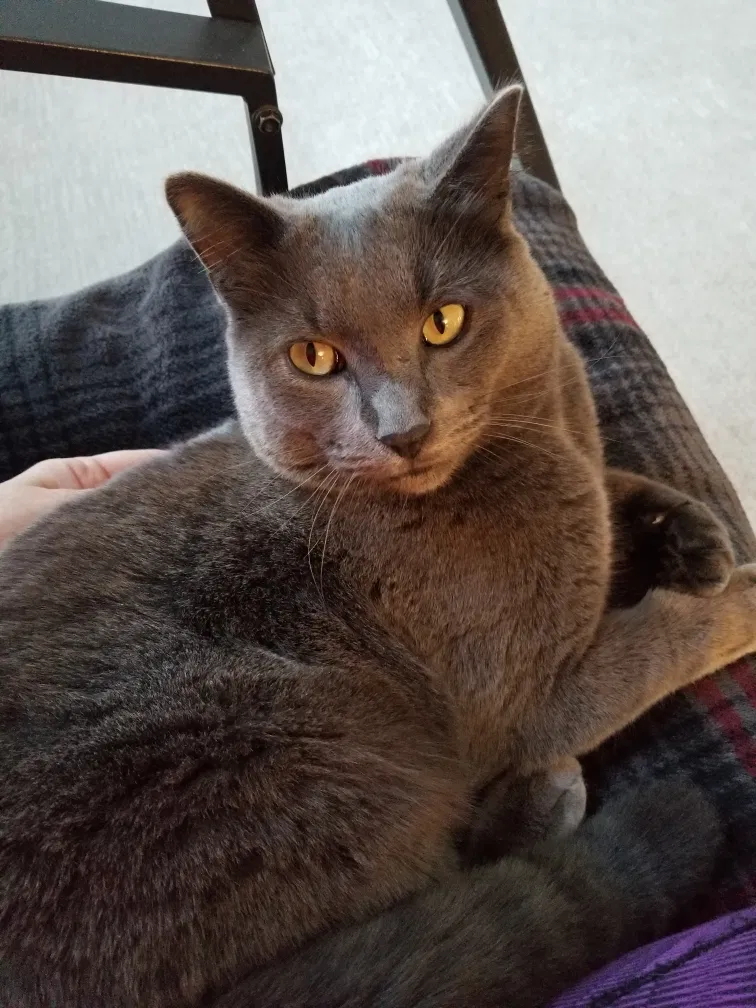 Lost cat in Shakopee, MN, 55379