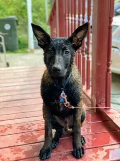 Lost dog in Chattanooga, TN, 37407
