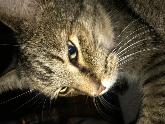 Lost cat in Bellingham, WA, 98226