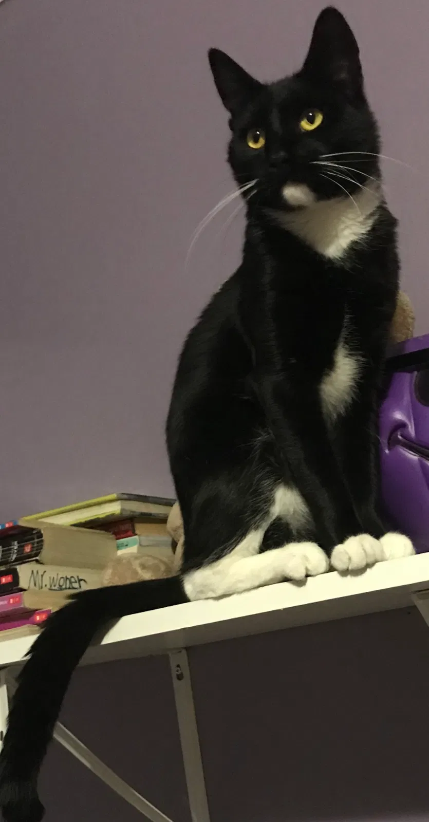 Lost cat in Egg Harbor Township, NJ, 8234