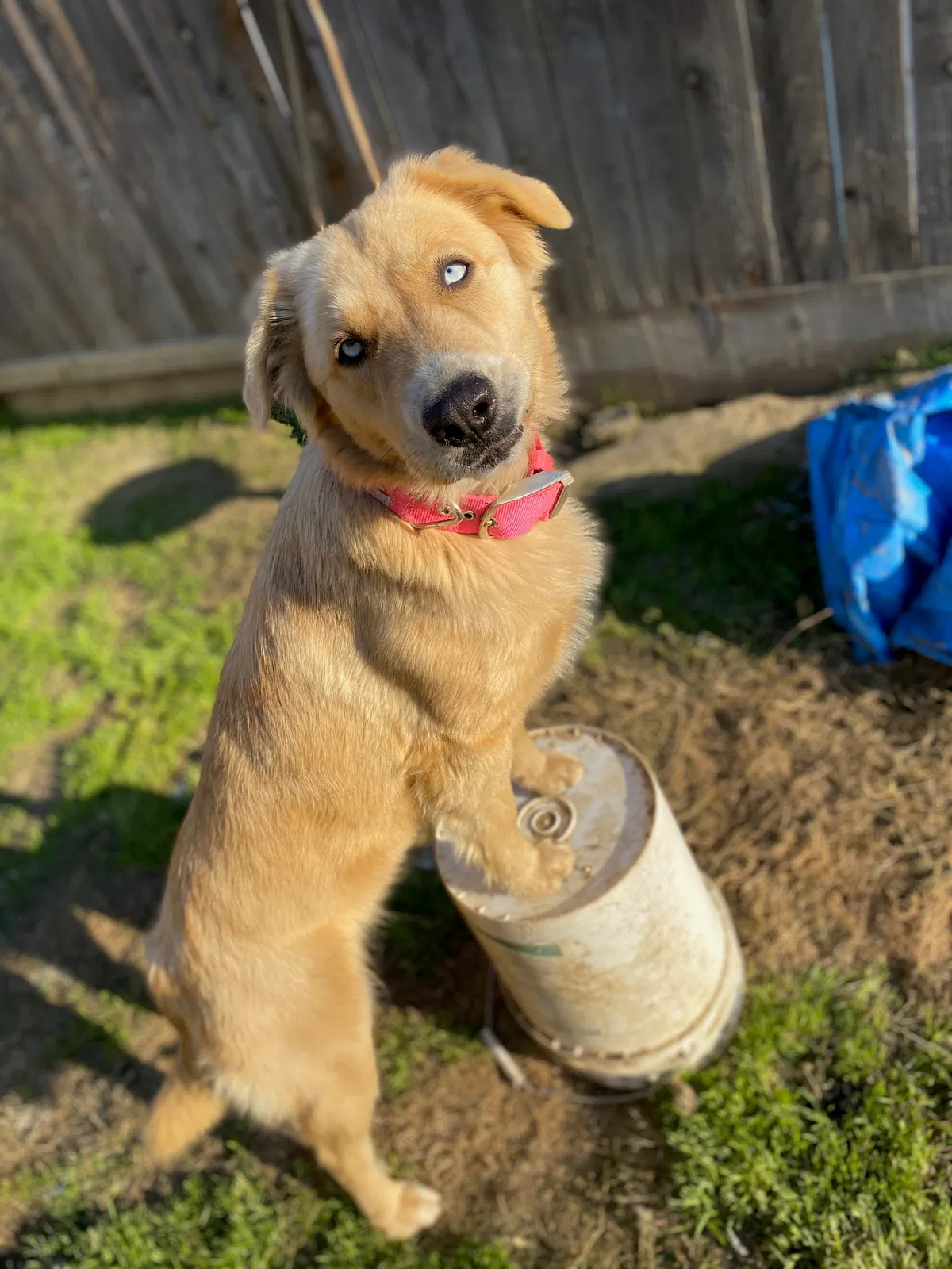 Lost dog in Mc Farland, CA, 93250