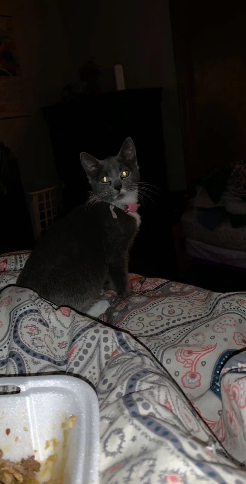 Lost cat in Cartersville, GA, 30120