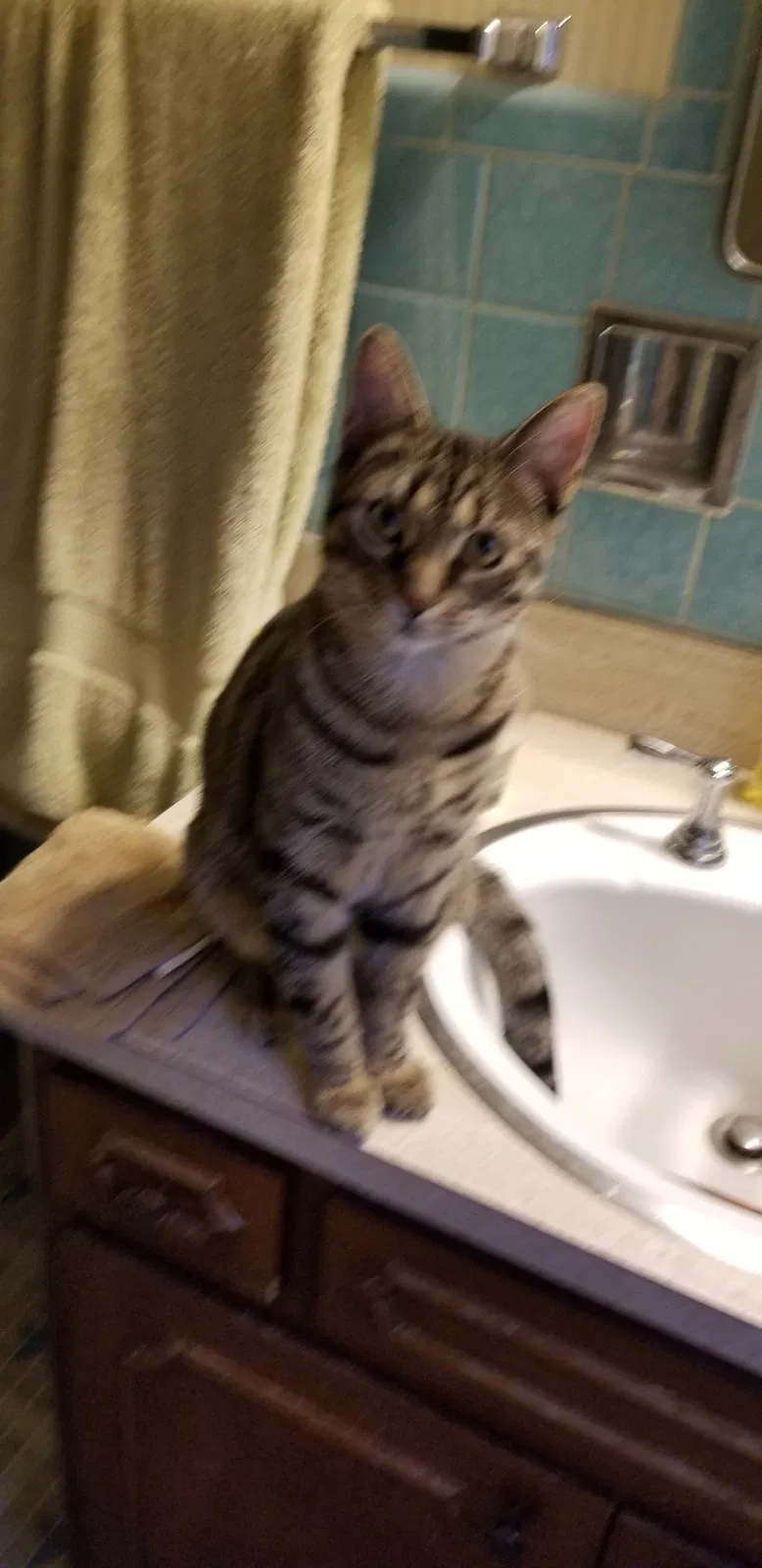 Lost cat in Cleveland, OH, 44121