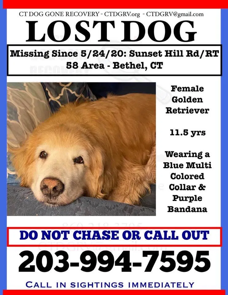 Lost dog in Bethel, CT, 6801