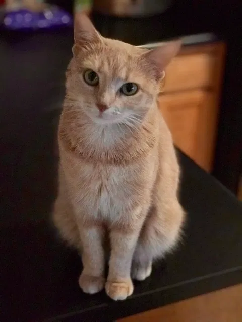 Lost cat in Semmes, AL, 36575