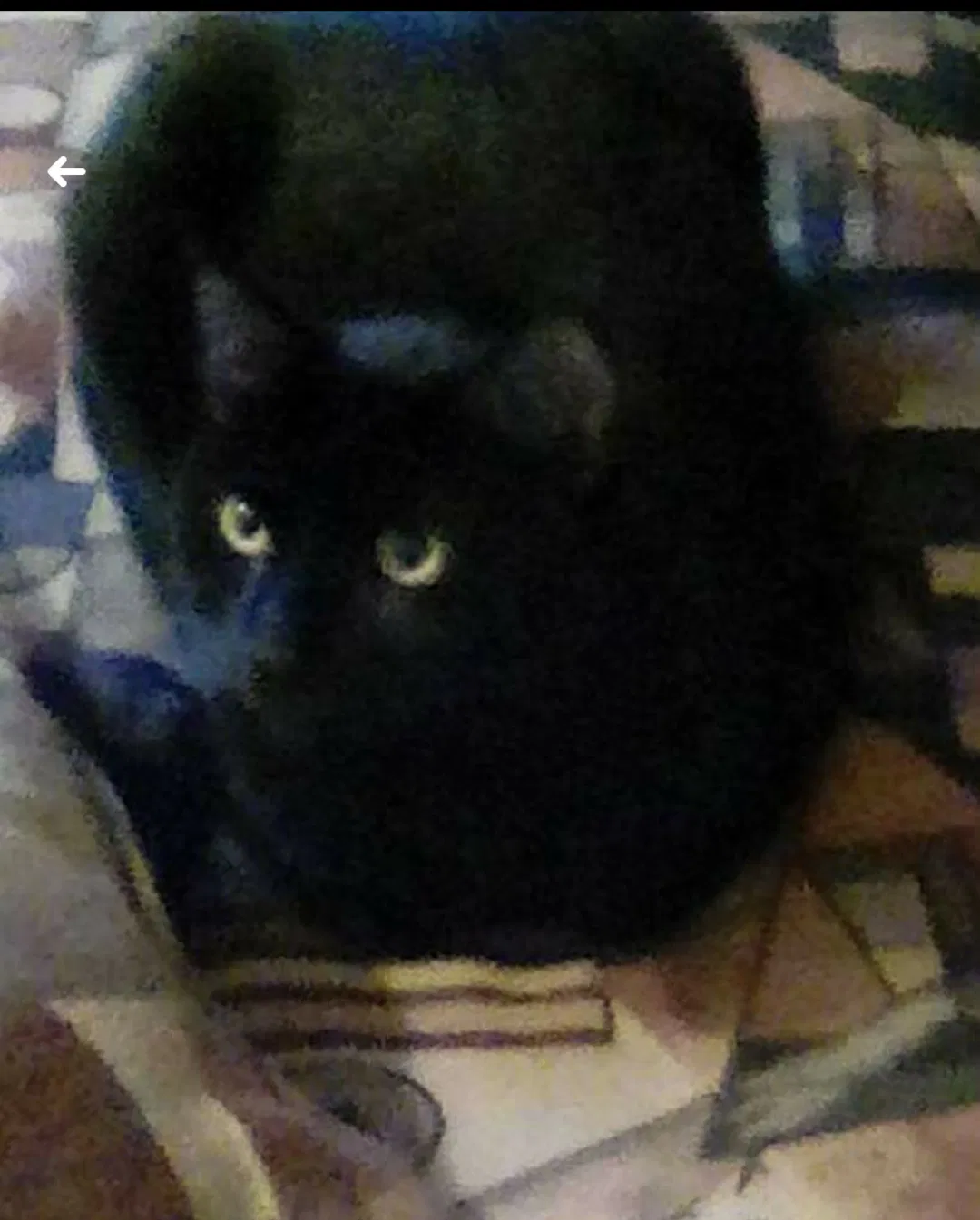 Lost cat in Round Rock, TX, 78681