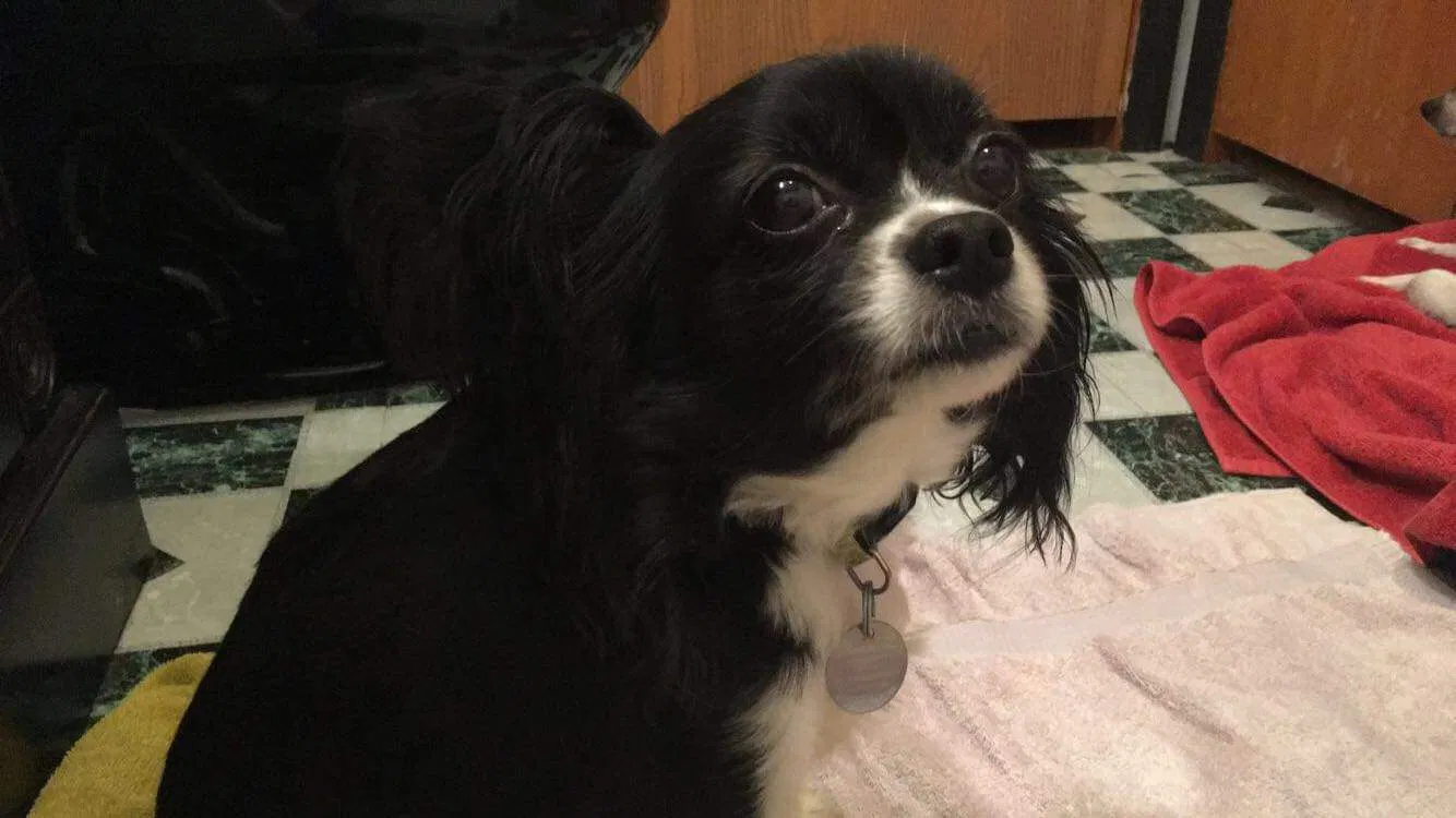 Lost dog in Estherville, IA, 51334