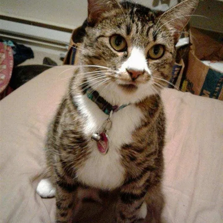 Lost cat in Olympia, WA, 98501