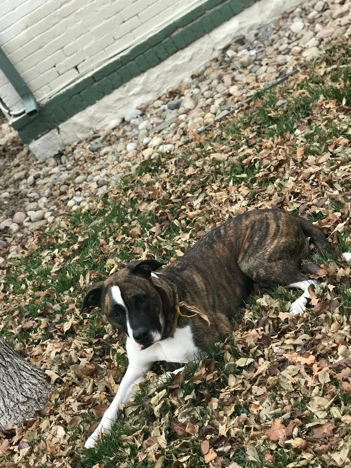 Lost dog in Greeley, CO, 80631