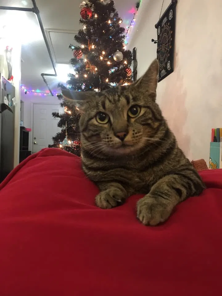 Lost cat in Woodinville, WA, 98072