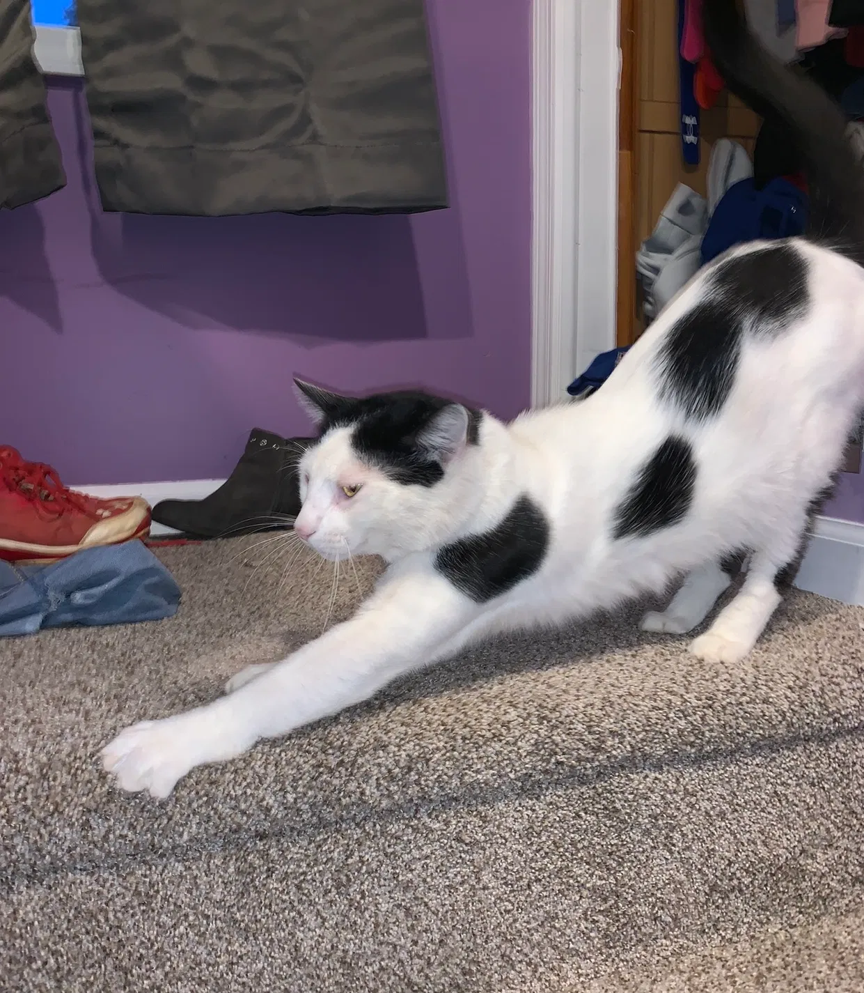 Lost cat in Terre Haute, IN, 47803