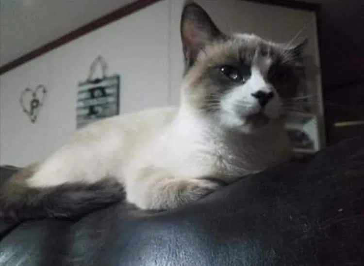 Lost cat in Macon, GA, 31201