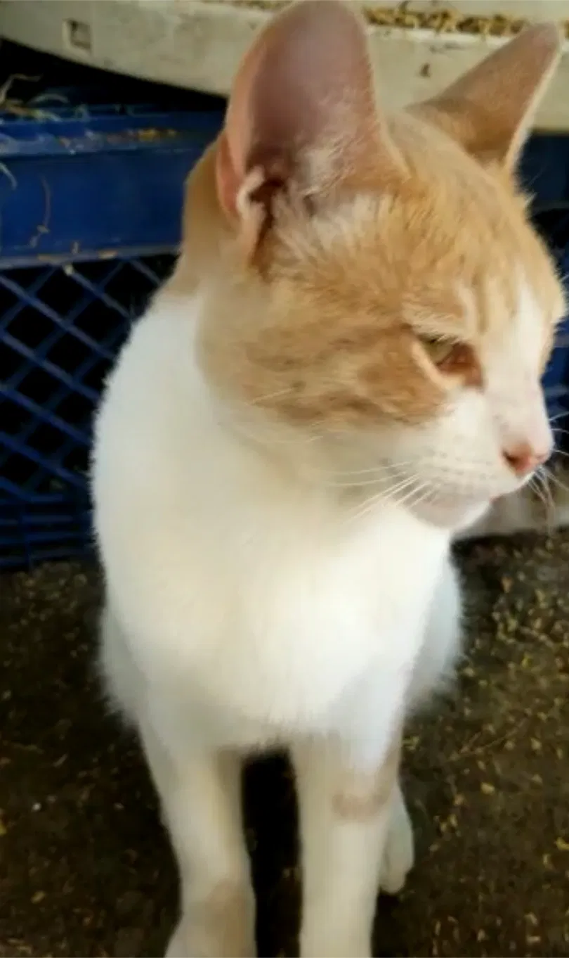 Lost cat in Los Angeles, CA, 90039