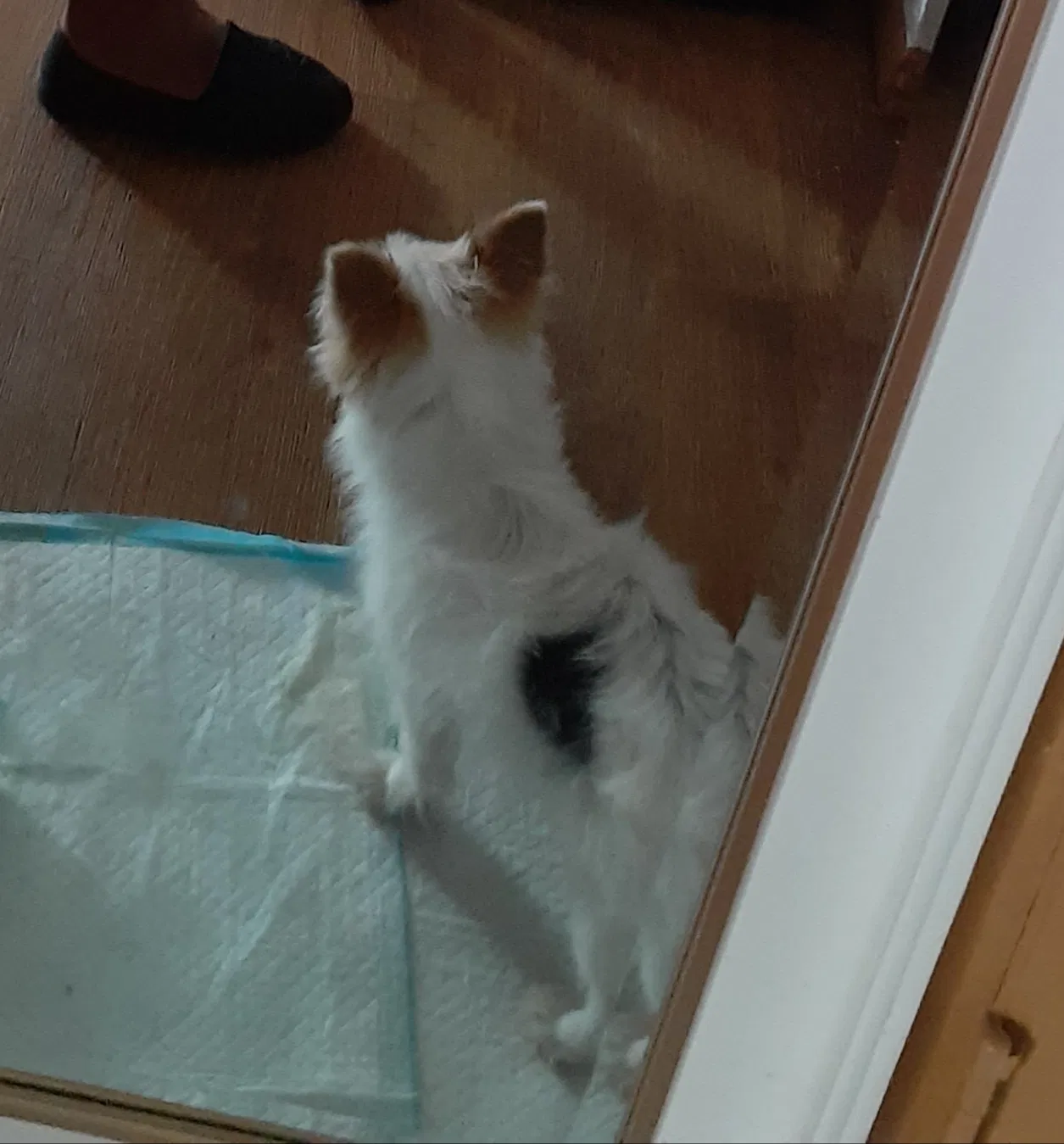 Lost dog in Denver, CO, 80219