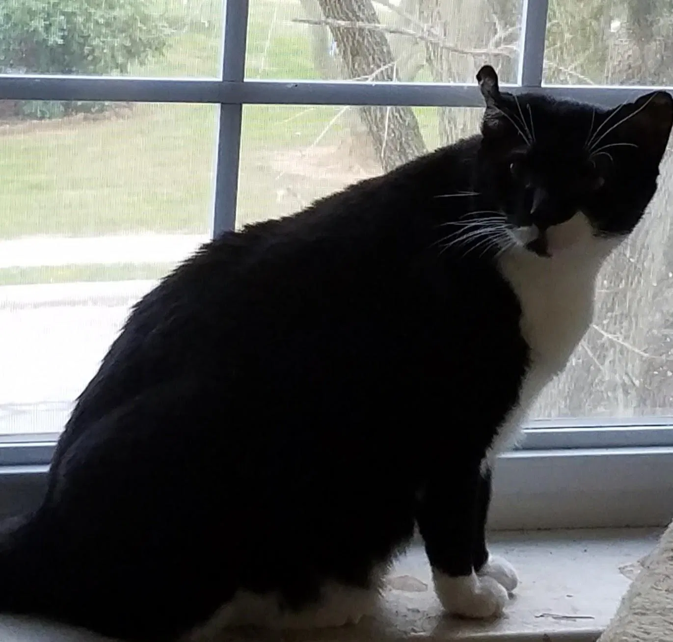 Lost cat in Reading, PA, 19609