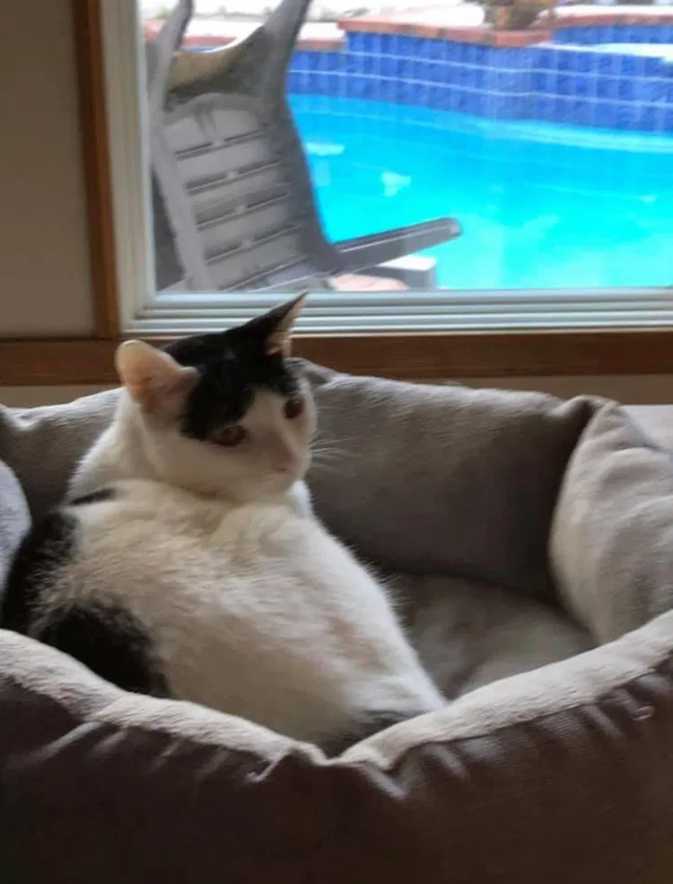 Lost cat in Anaheim, CA, 92807
