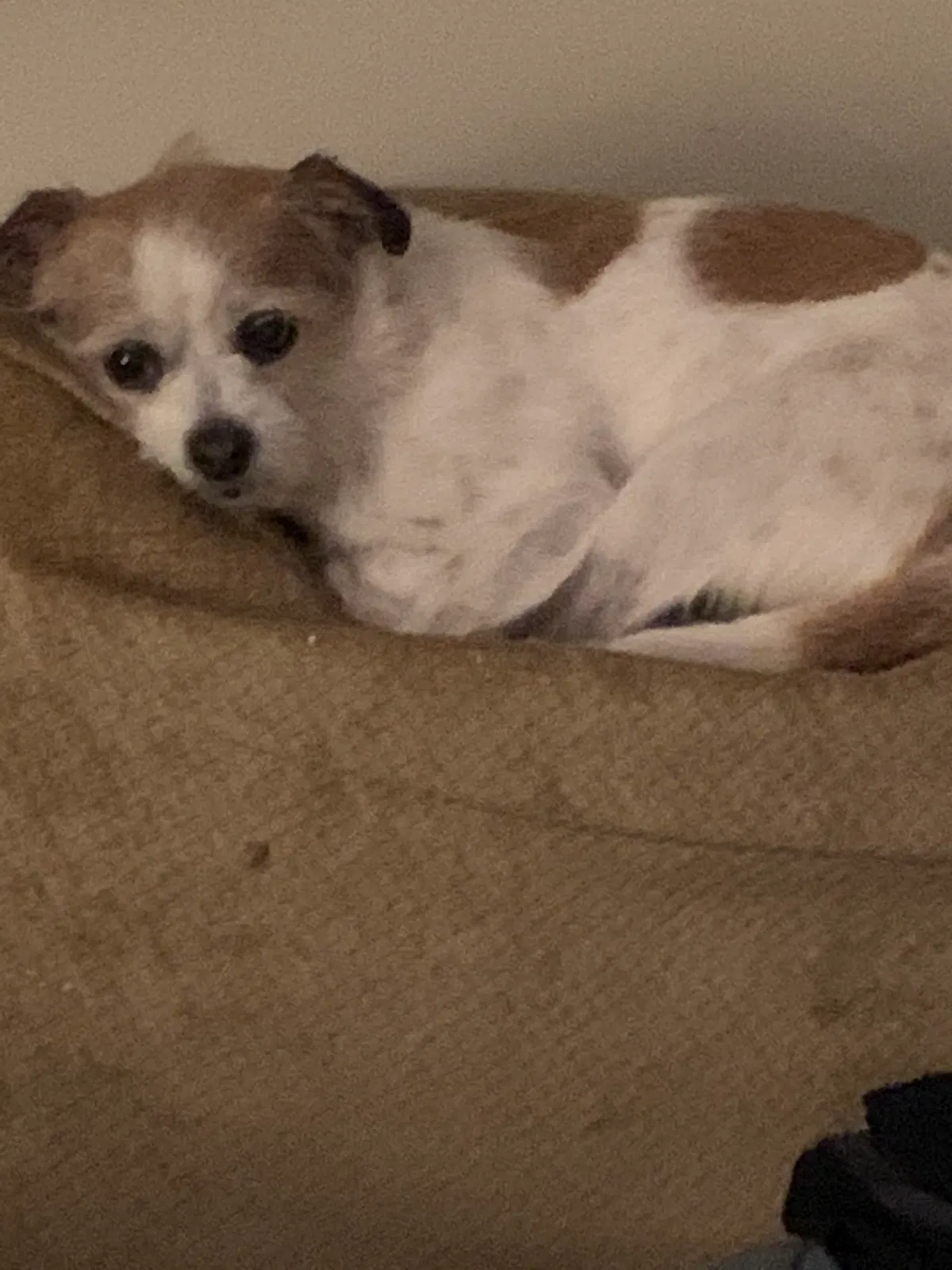 Lost dog in Pasadena, CA, 91107