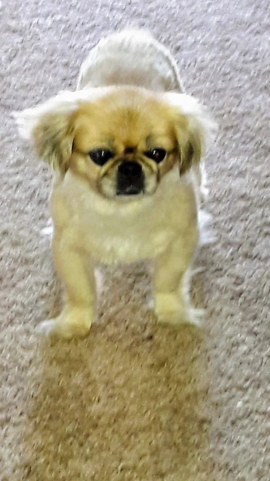 Lost dog in Humble, TX, 77396