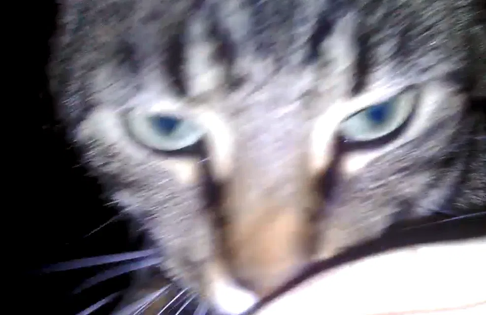 Lost cat in Tampa, FL, 33618