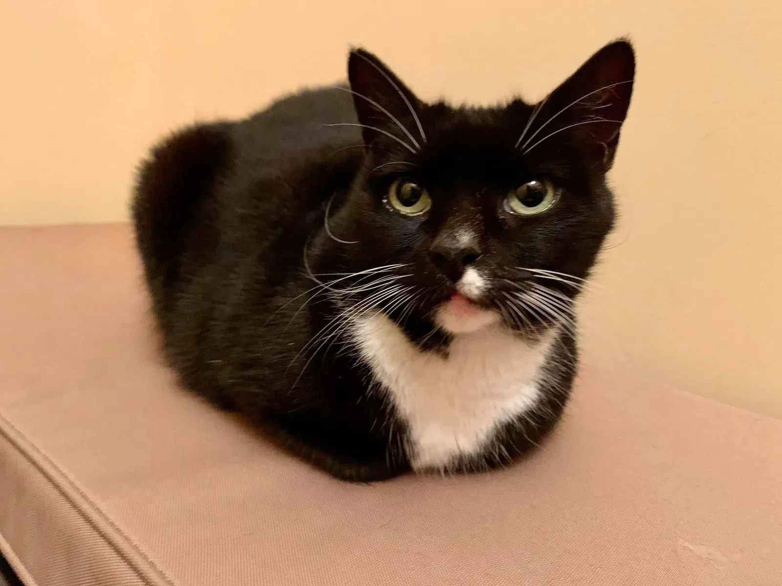 Lost cat in San Antonio, TX, 78261