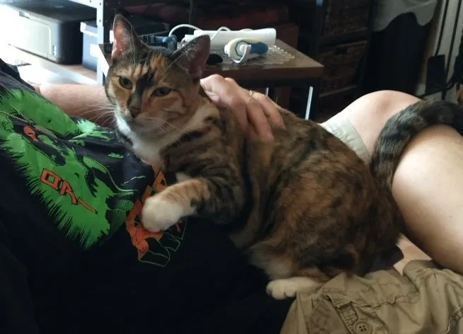 Lost cat in Renton, WA, 98055