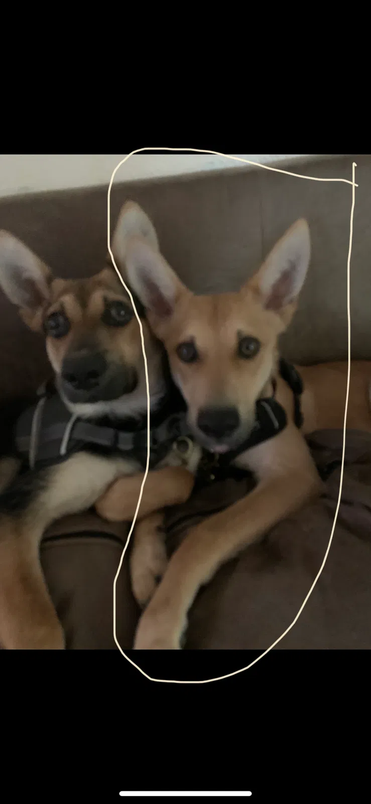 Lost dog in Austin, TX, 78725