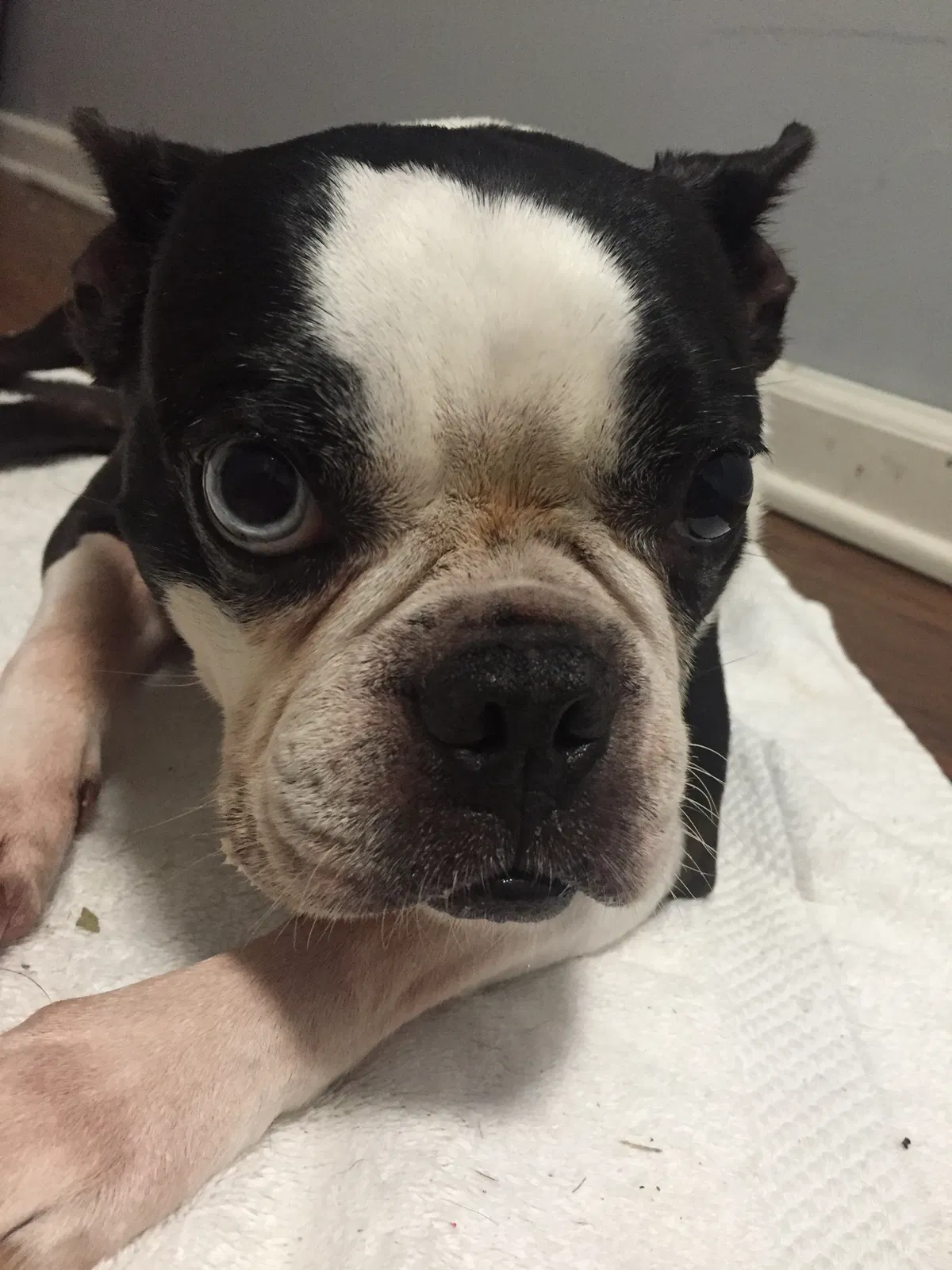 Lost dog in Charlotte, NC, 28212
