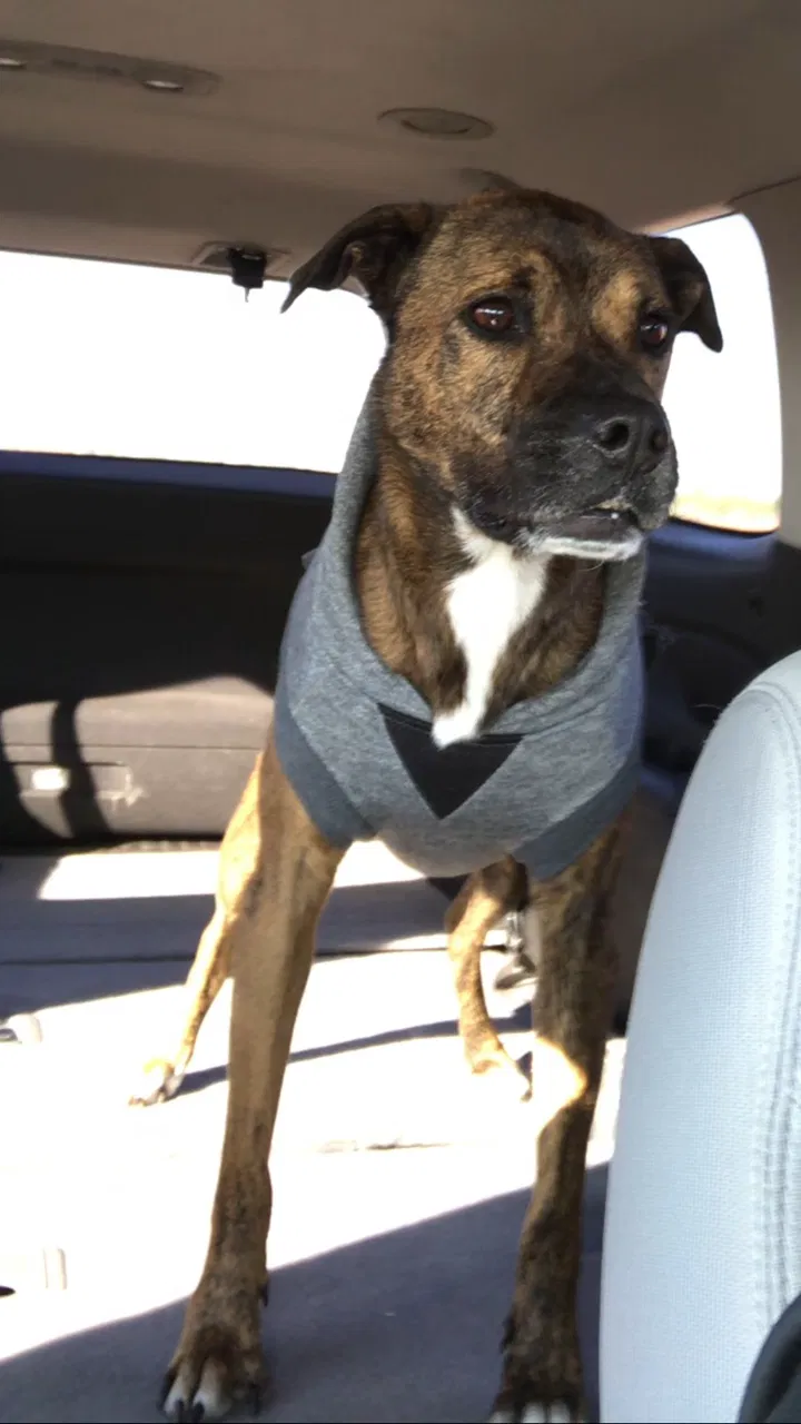 Lost dog in Mesa, AZ, 85208