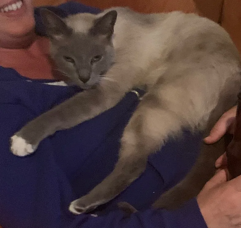 Lost cat in Franklin, TN, 37064