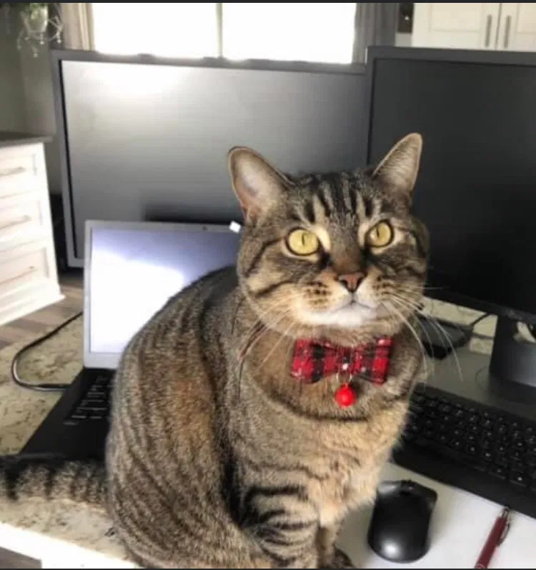 Lost cat in Brookpark, OH, 44142