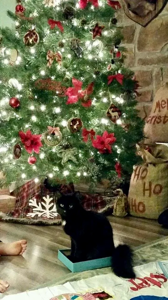 Lost cat in Knoxville, TN, 37931