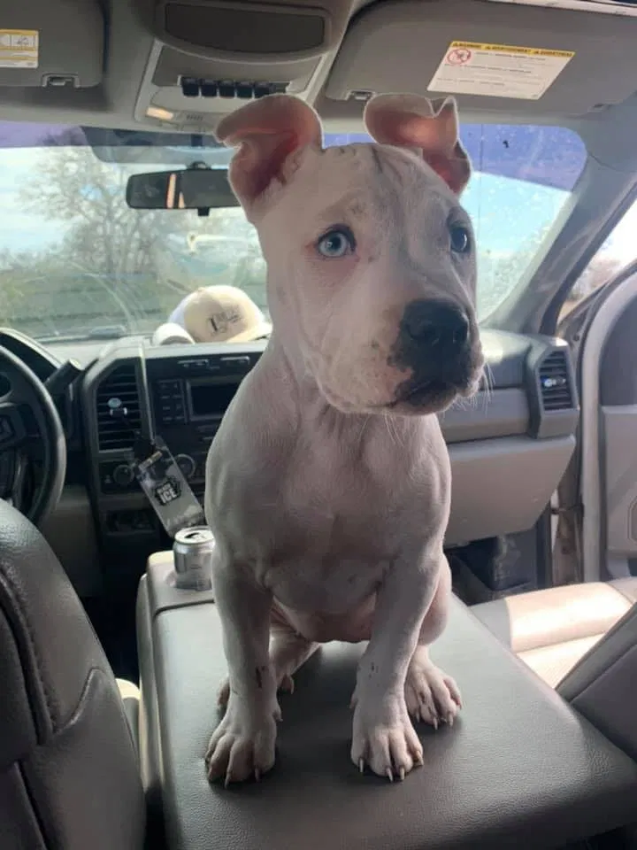 Lost dog in Georgetown, TX, 78626