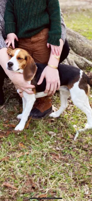 Lost dog in Gonzales, LA, 70737