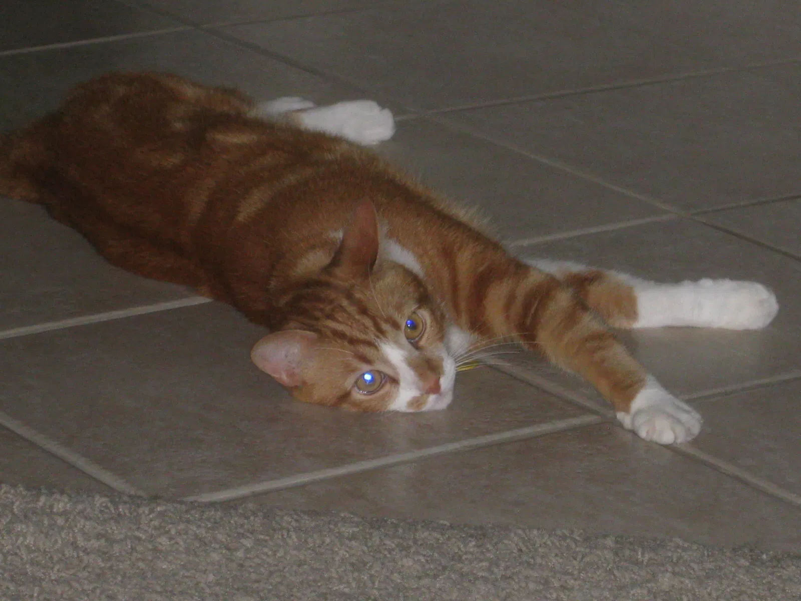 Lost cat in Saint Charles, MO, 63303